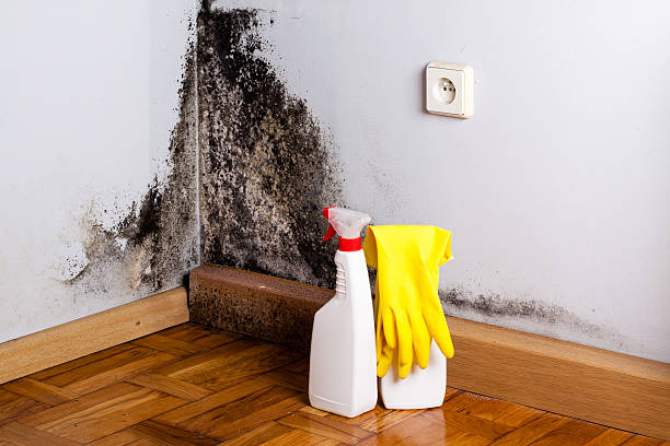 Best Crawl Space Mold Removal  in USA